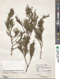 Image of Juniperus comitana