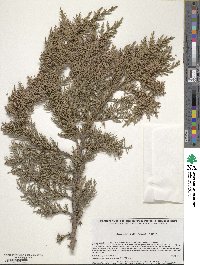 Juniperus deppeana image