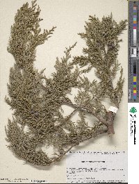 Juniperus deppeana image