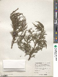 Juniperus deppeana image