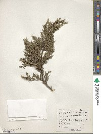 Juniperus deppeana image