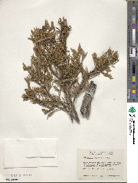 Juniperus deppeana image