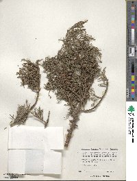 Juniperus deppeana image