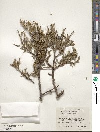 Juniperus deppeana image