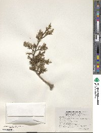 Juniperus deppeana image