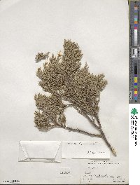 Juniperus deppeana image