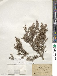 Juniperus deppeana image