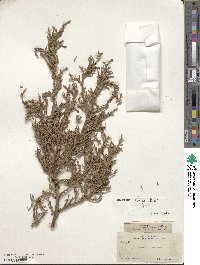 Juniperus deppeana image