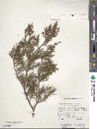 Image of Juniperus gamboana