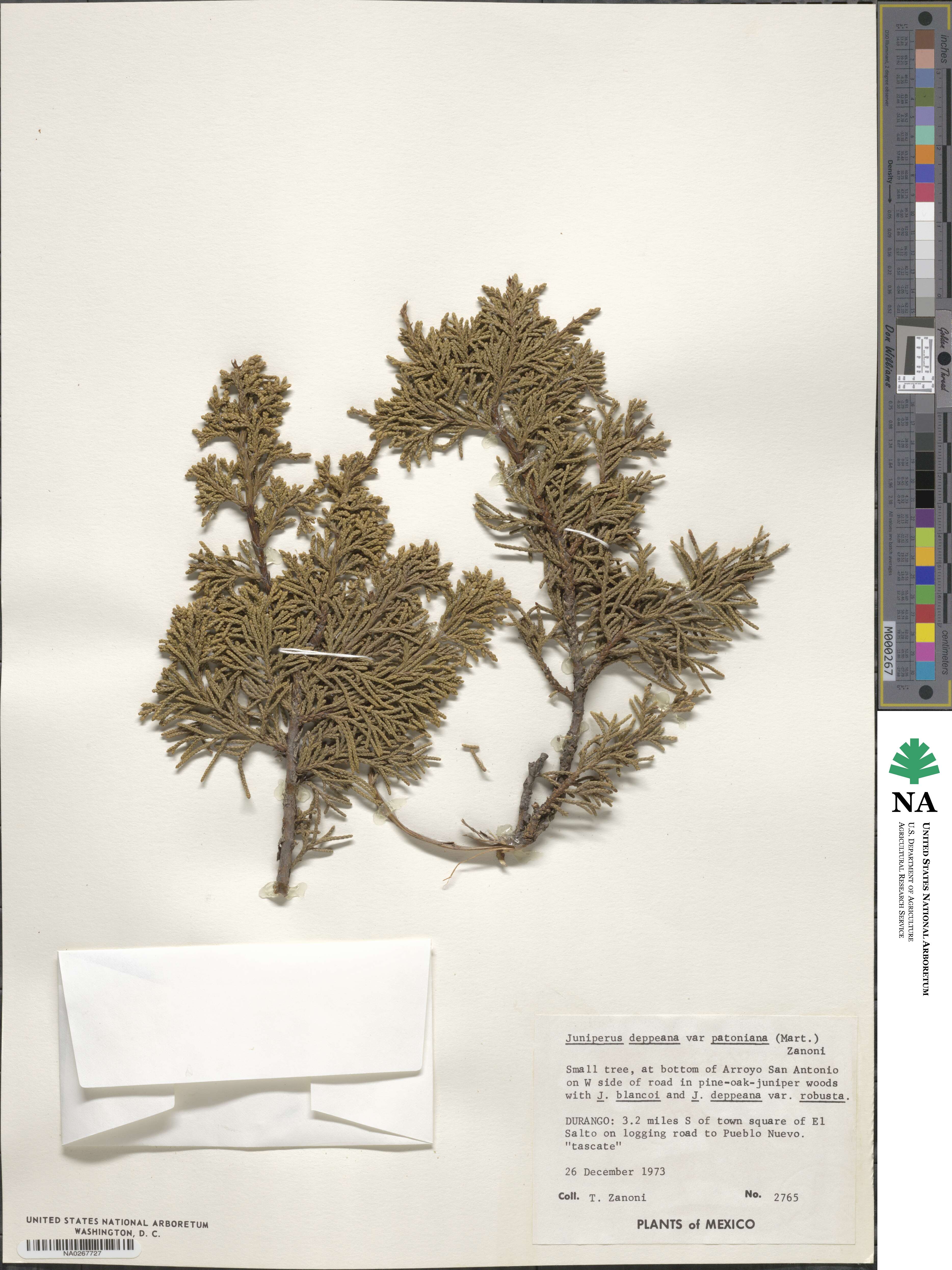 Juniperus deppeana image