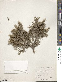 Juniperus deppeana image