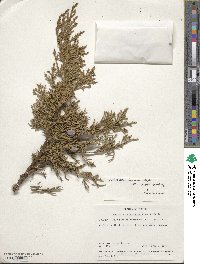 Juniperus deppeana image