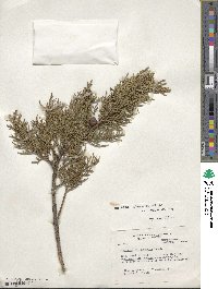 Juniperus deppeana image