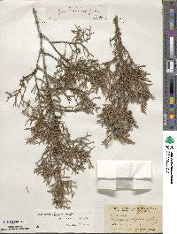 Juniperus deppeana image