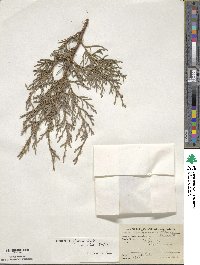 Juniperus deppeana image