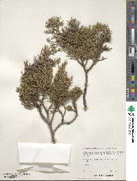 Juniperus deppeana image