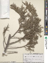 Juniperus deppeana image