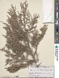 Juniperus deppeana image