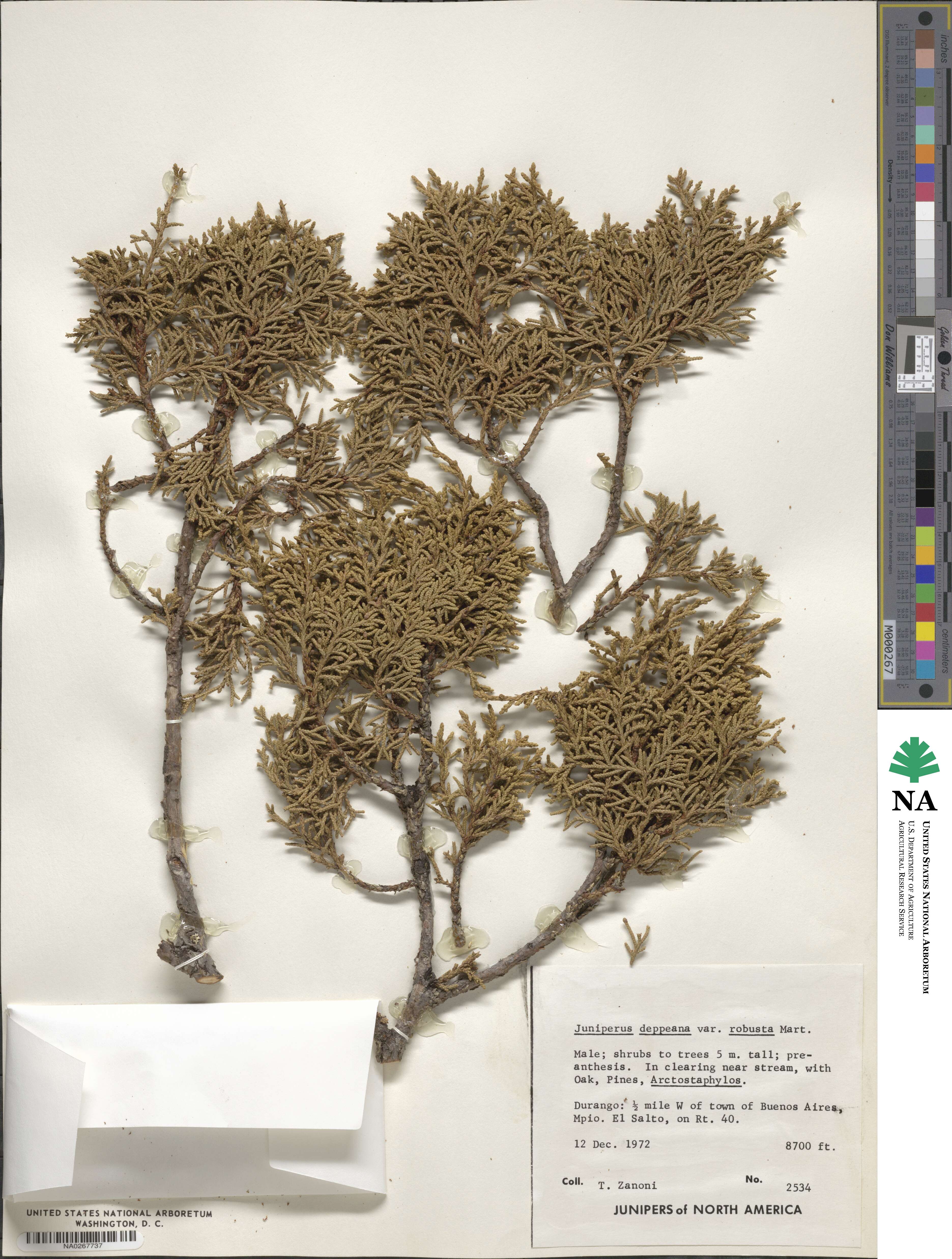 Juniperus deppeana image