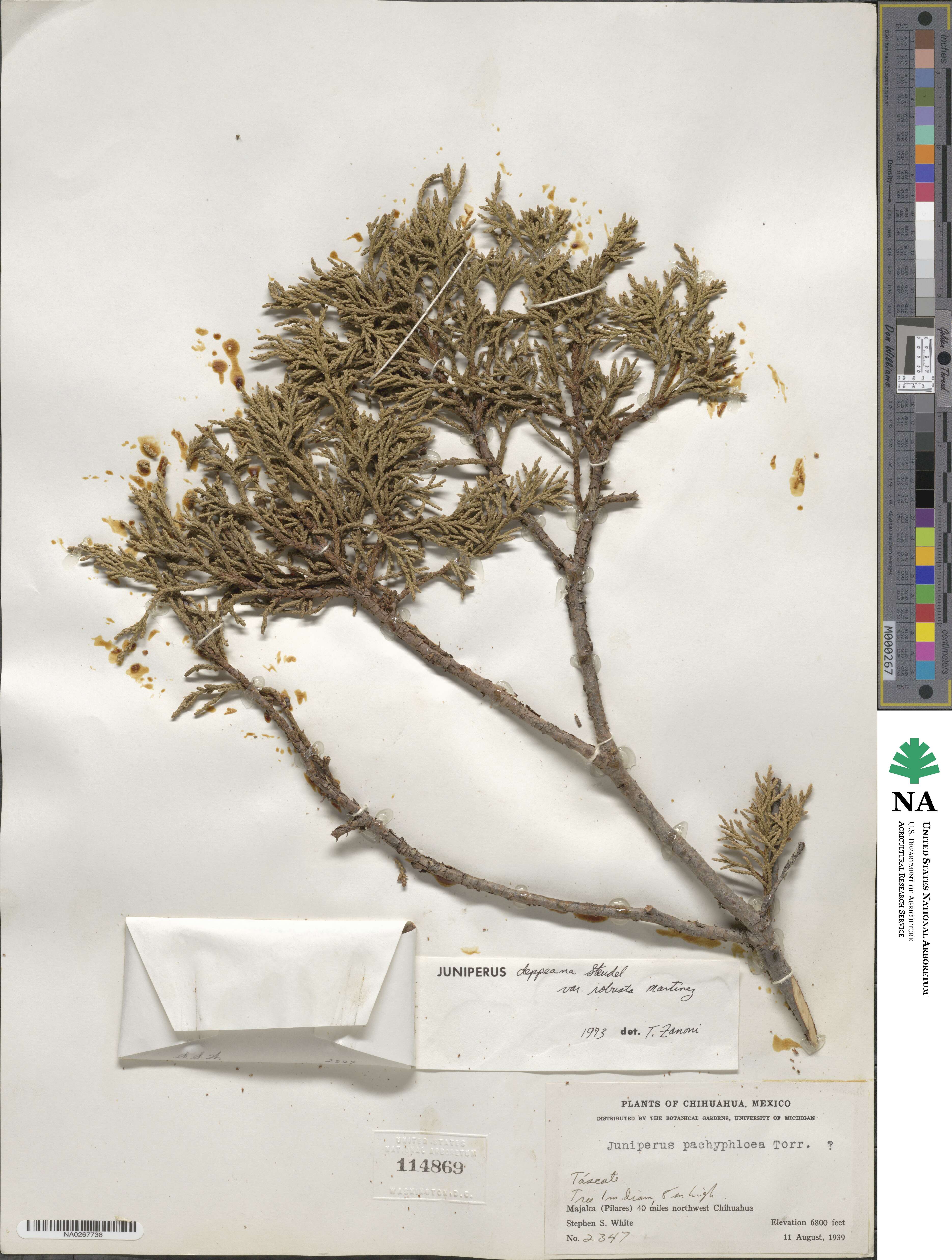 Juniperus deppeana image