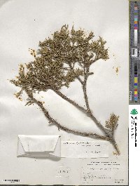 Juniperus deppeana image