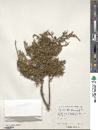 Juniperus deppeana image