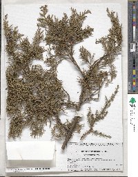 Juniperus deppeana image