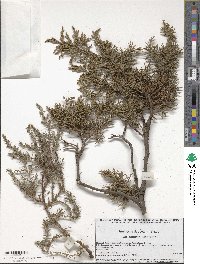 Juniperus deppeana image