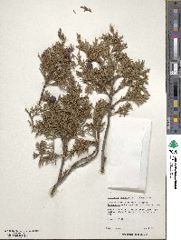 Juniperus deppeana image