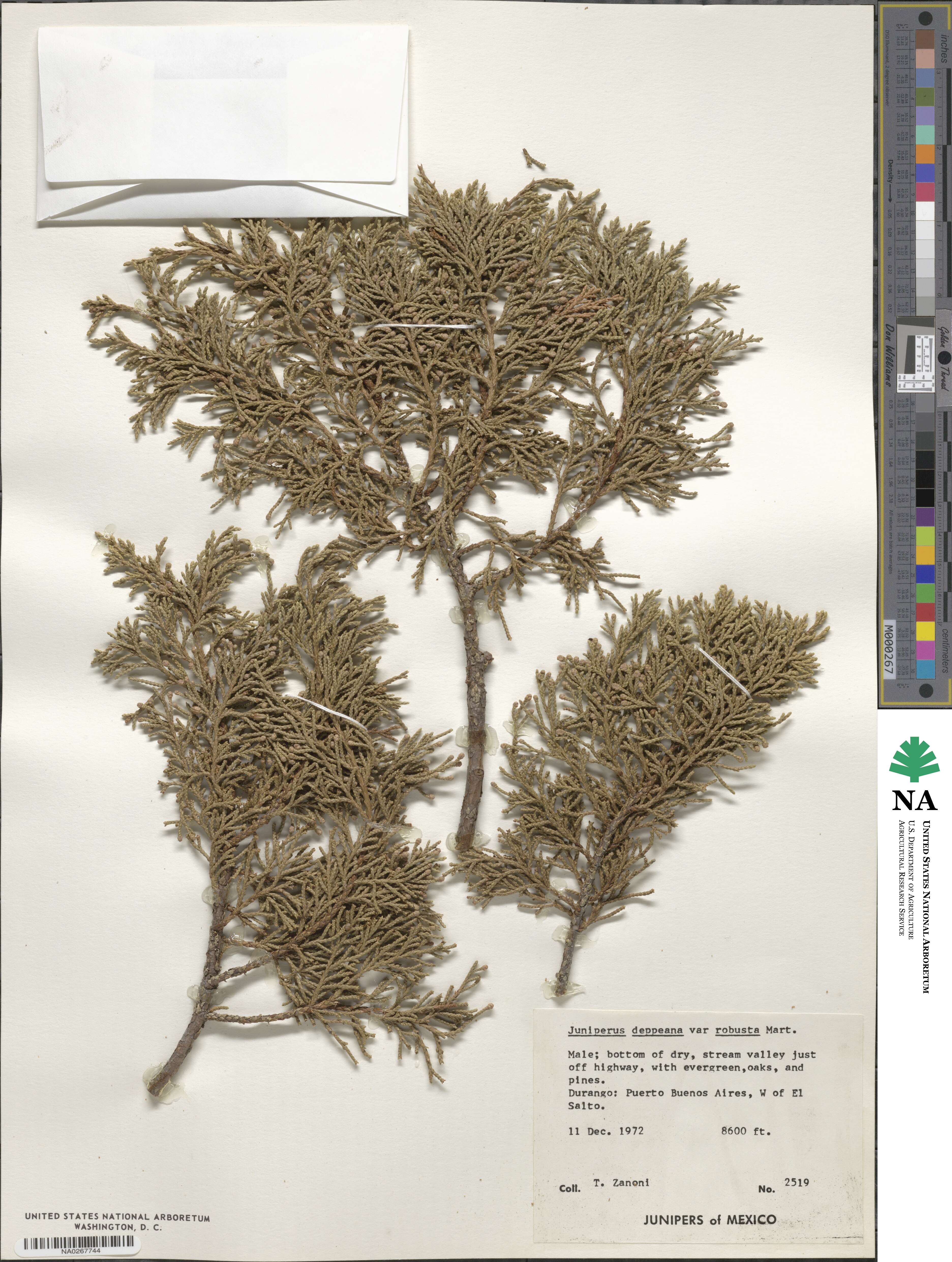 Juniperus deppeana image