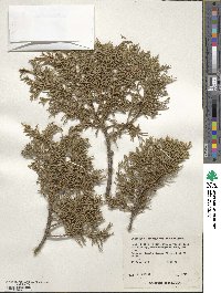 Juniperus deppeana image