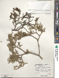 Juniperus deppeana image