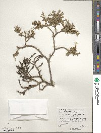 Juniperus deppeana image