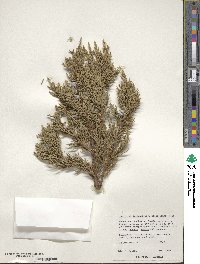 Juniperus deppeana image