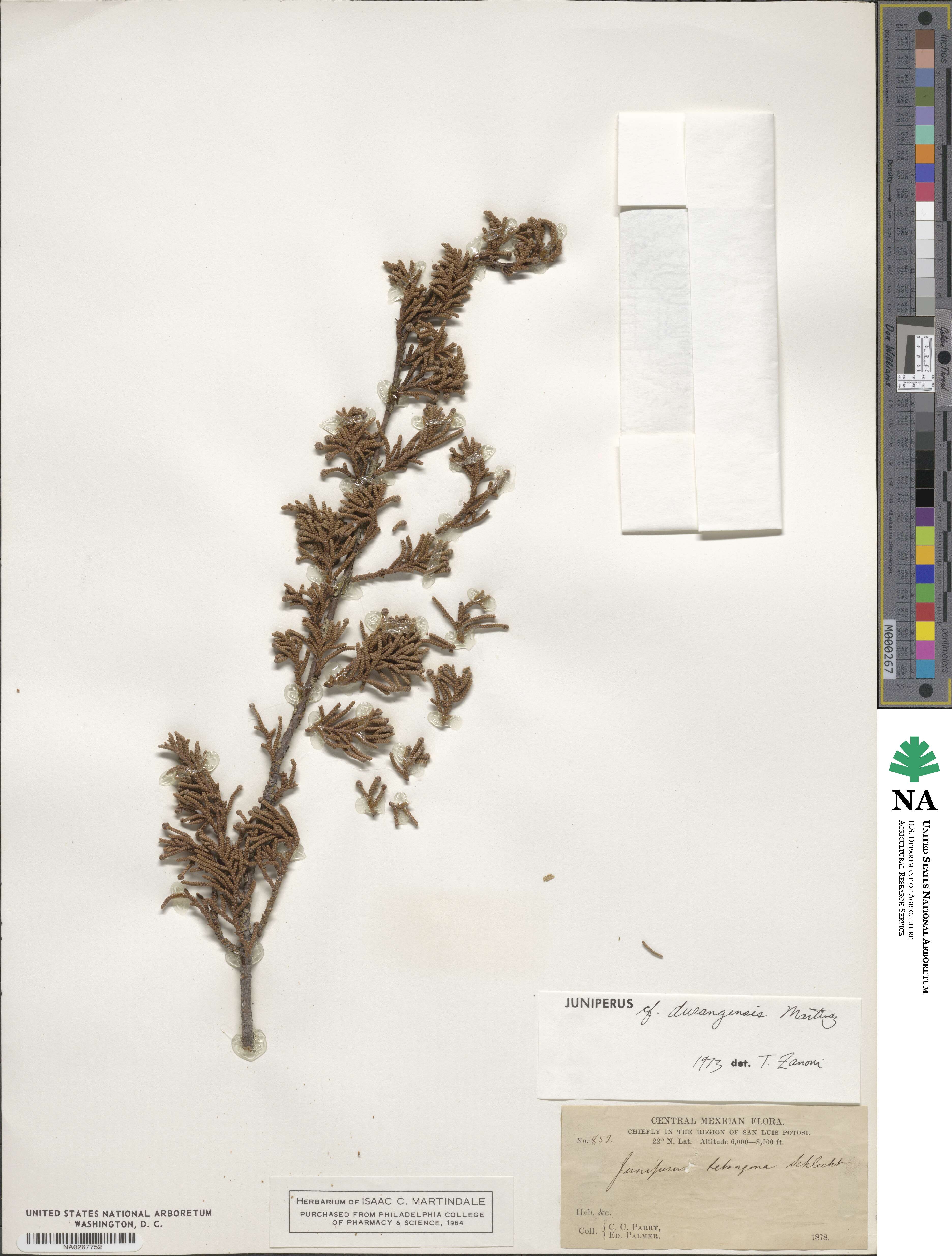 Juniperus durangensis image