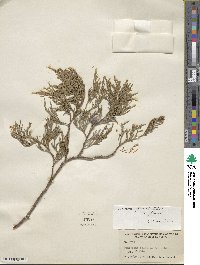 Juniperus flaccida image