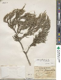 Juniperus flaccida image