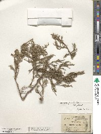 Juniperus flaccida image