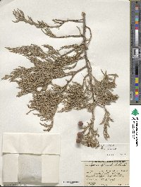 Juniperus flaccida image