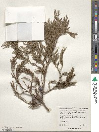 Juniperus flaccida image