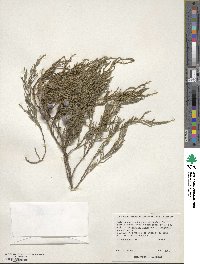 Juniperus flaccida image