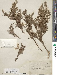 Juniperus flaccida image