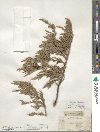 Juniperus flaccida image