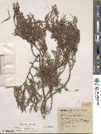 Juniperus flaccida image