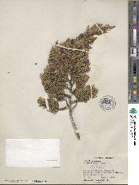 Juniperus flaccida image