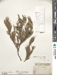 Juniperus flaccida image