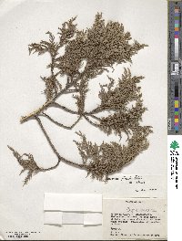 Juniperus flaccida image