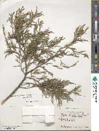 Juniperus flaccida image