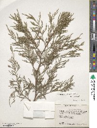 Juniperus flaccida image