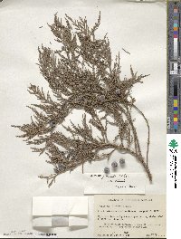 Juniperus flaccida image